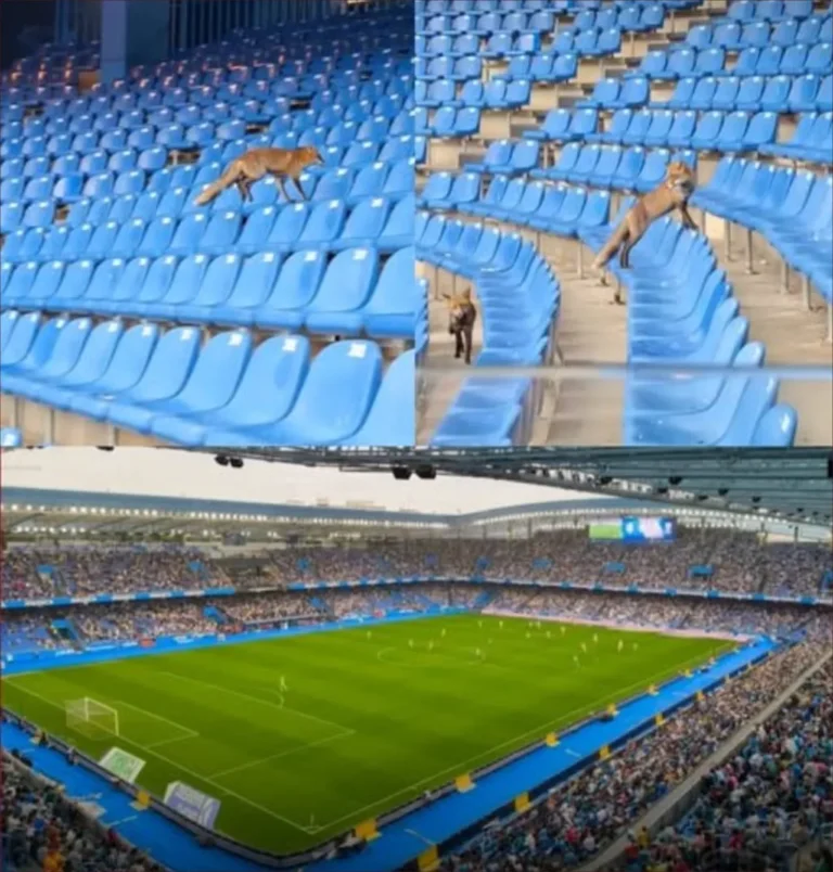 ثعالب تقتحم ملعب ديبورتيفو لاكورونيا بإسبانيا وتُعطّل التدريب