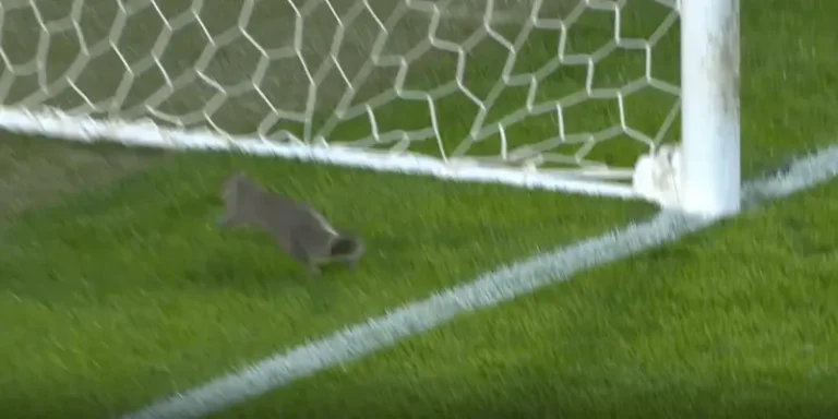 سنجاب يقتحم مباراة في الدوري الإنجليزي ويتسبب بإيقافها (فيديو)